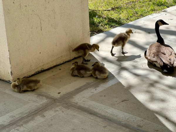 Canada Goose and babies, April 2023
